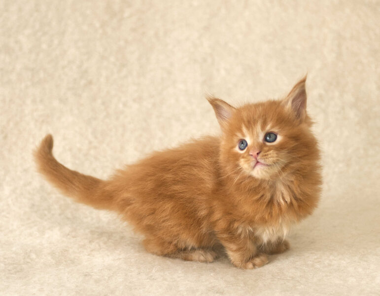 DLuxxy Red Maine Coon kitten Gunner