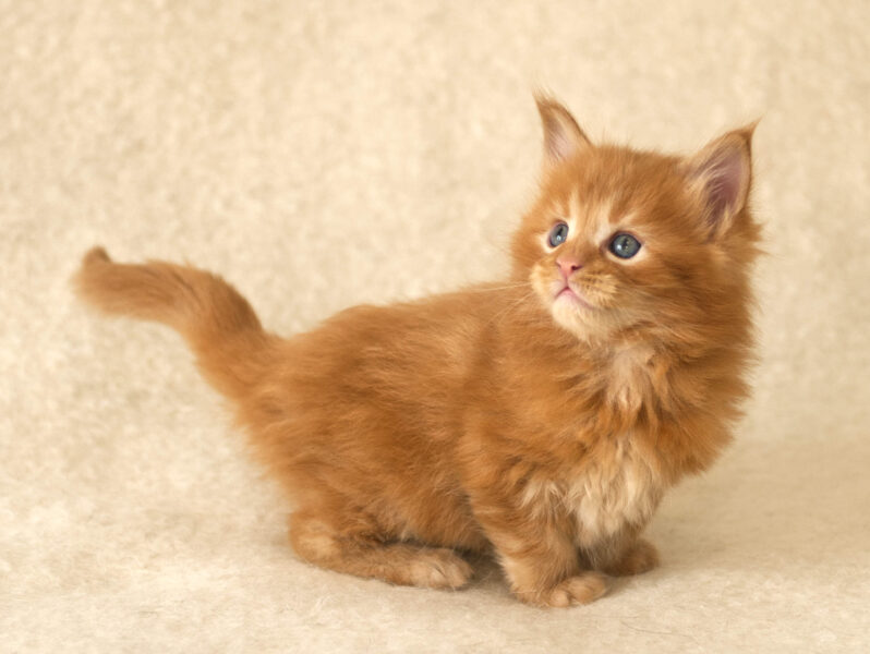 DLuxxy Red Maine Coon kitten Gunner