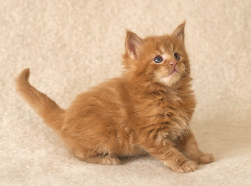 DLuxxy Red Maine Coon kitten Gunner