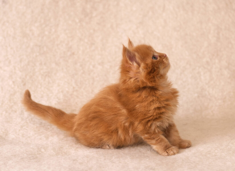 DLuxxy Red Maine Coon kitten Gunner