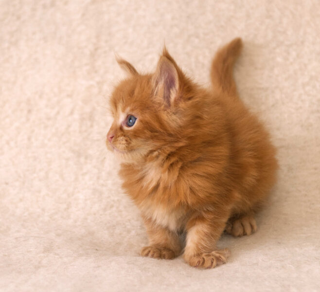 DLuxxy Red Maine Coon kitten Gunner