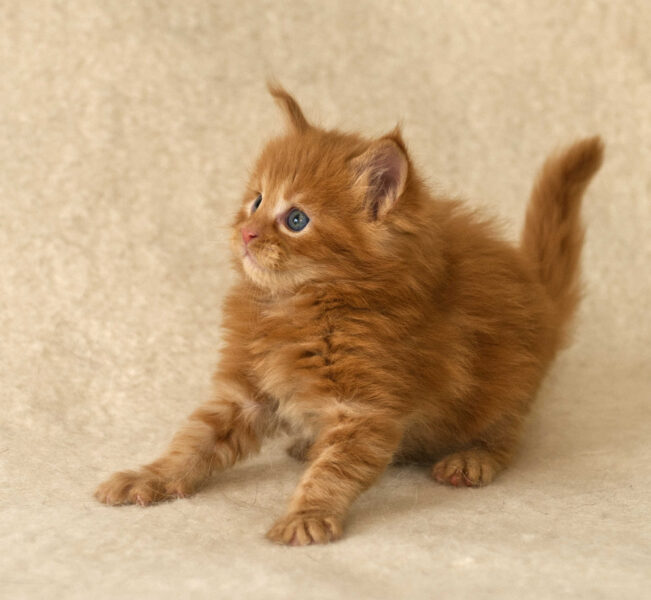 DLuxxy Red Maine Coon kitten Gunner