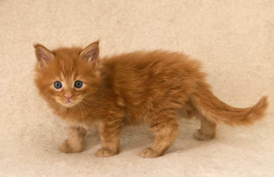 DLuxxy Red Maine Coon kitten Gunner