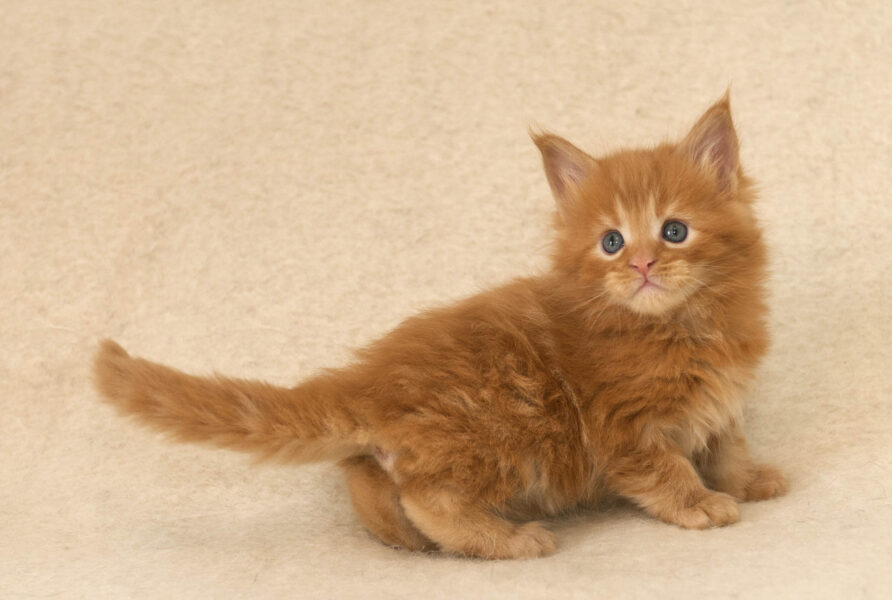 DLuxxy Red Maine Coon kitten Gunner