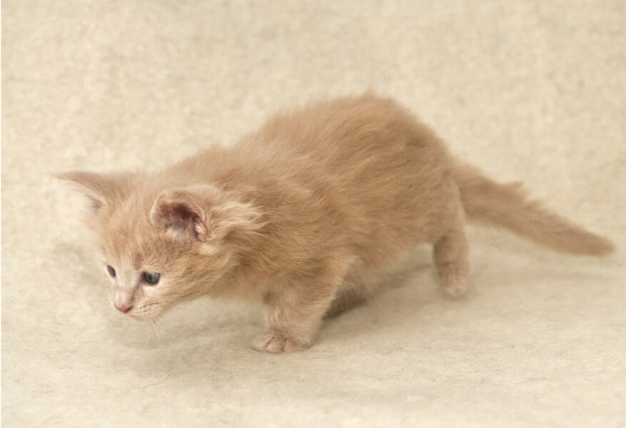 DLuxxy Cream female Maine Coon kitten