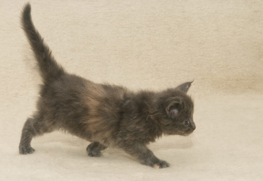 DLuxxy Maine Coon kitten Ursa