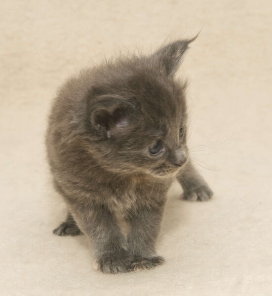 DLuxxy Maine Coon kitten Ursa