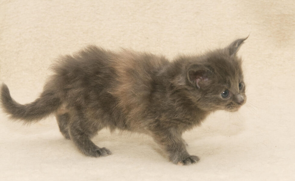 DLuxxy Maine Coon kitten Ursa