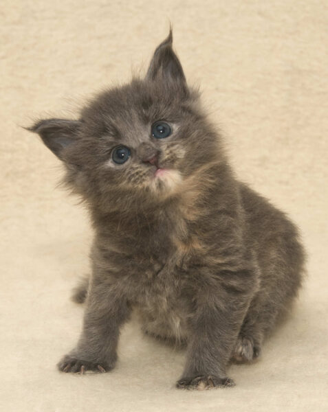 DLuxxy Maine Coon kitten Ursa