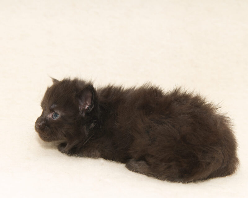 DLuxxy Maine Coon kitten from The Golden Dawn Litter