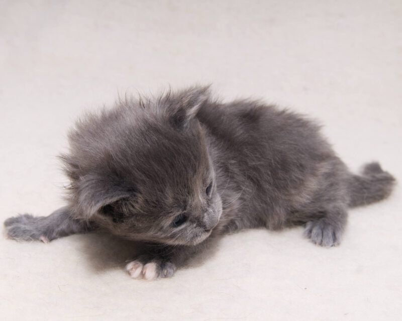 DLuxxy Maine Coon kitten from The Golden Dawn Litter