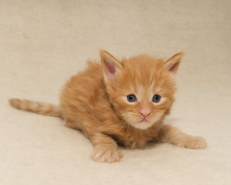 DLuxxy Maine Coon kitten from The Golden Dawn Litter