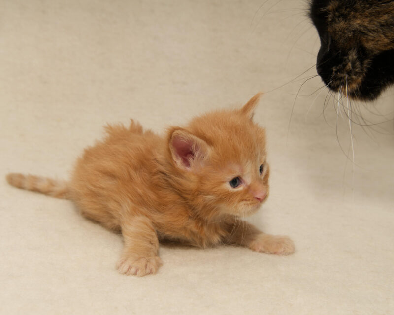 DLuxxy Maine Coon kitten Ruby. The Golden Dawn Litter. Born on 03/27/2026.