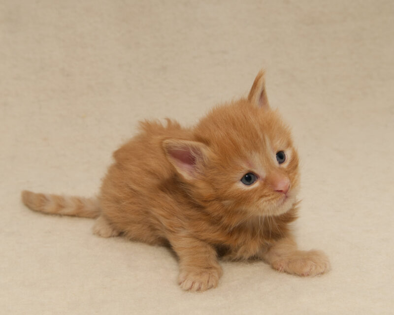 DLuxxy Maine Coon kitten Ruby. The Golden Dawn Litter. Born on 03/27/2026.