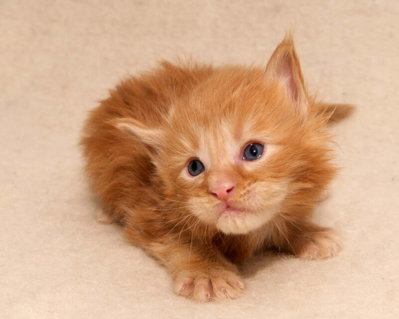 DLuxxy Maine Coon kitten from The Golden Dawn Litter