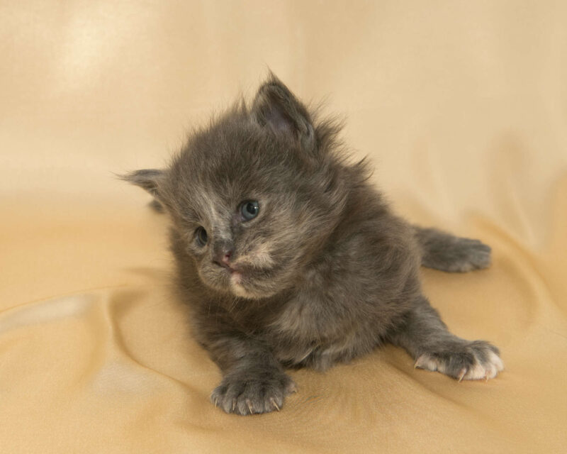DLuxxy Maine Coon kitten Princess. The Golden Dawn Litter. Born on 03/27/2026.
