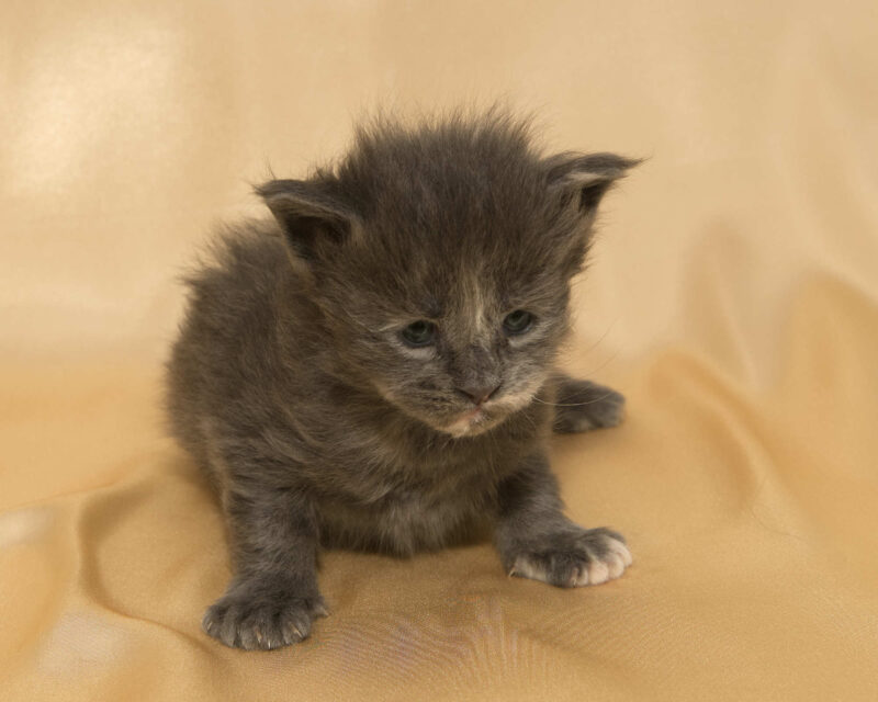 DLuxxy Maine Coon kitten Princess. The Golden Dawn Litter. Born on 03/27/2026.