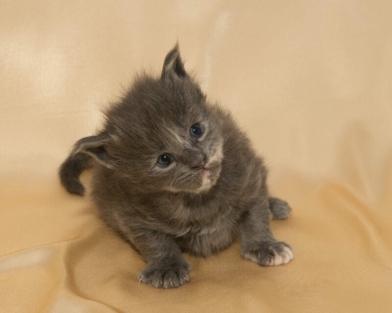 DLuxxy Maine Coon kitten Princess. The Golden Dawn Litter. Born on 03/27/2026.