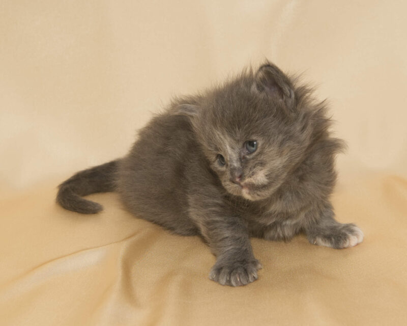 DLuxxy Maine Coon kitten Princess. The Golden Dawn Litter. Born on 03/27/2026.