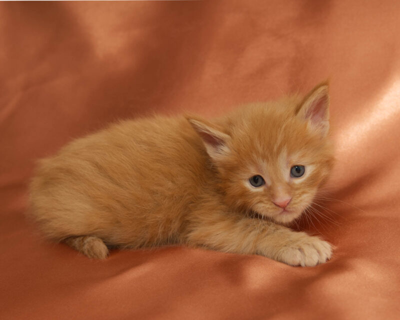 DLuxxy Maine Coon kitten Honey Calcite. The Golden Dawn Litter. Born on 03/27/2026.