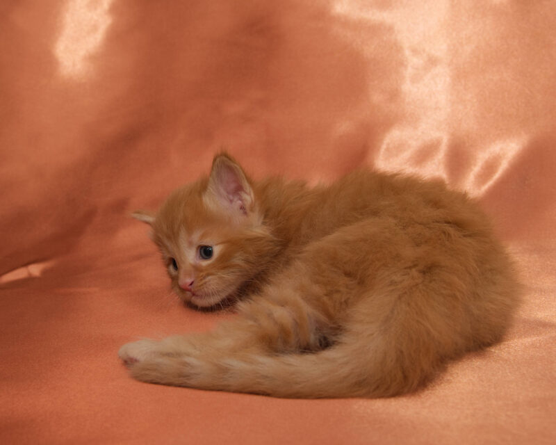 DLuxxy Maine Coon kitten Honey Calcite. The Golden Dawn Litter. Born on 03/27/2026.