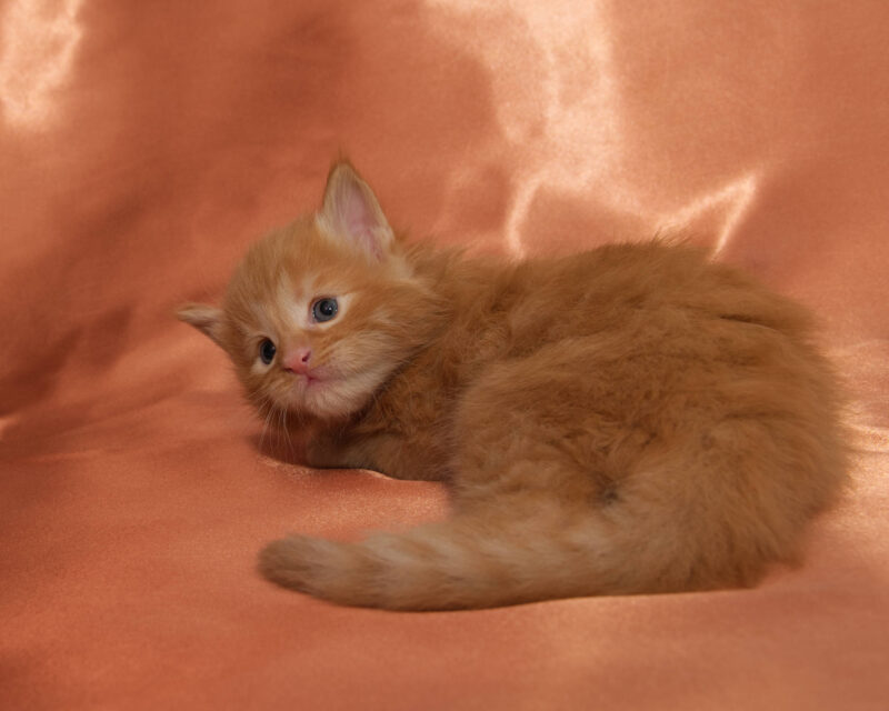 DLuxxy Maine Coon kitten Honey Calcite. The Golden Dawn Litter. Born on 03/27/2026.
