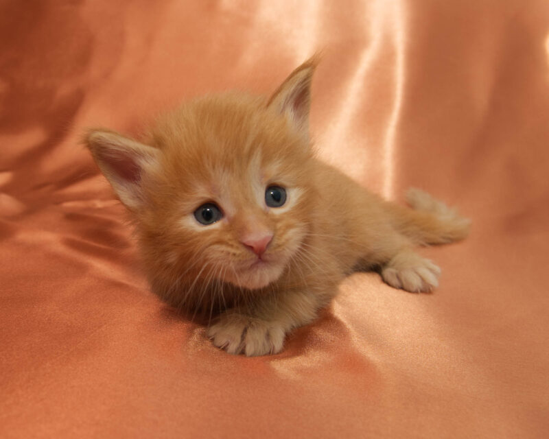 DLuxxy Maine Coon kitten Honey. The Golden Dawn Litter. Born on 03/27/2026.