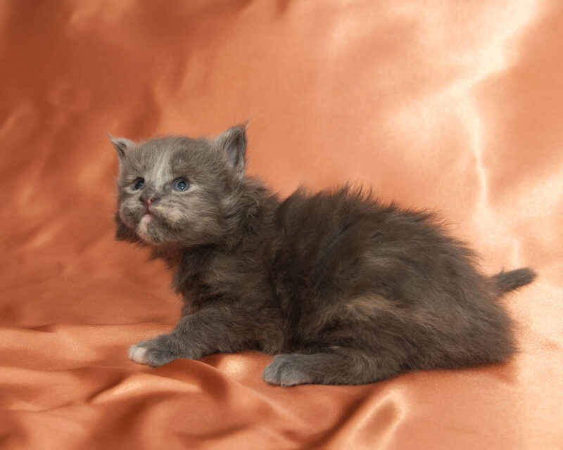 DLuxxy Maine Coon kitten Princess. The Golden Dawn Litter. Born on 03/27/2026.