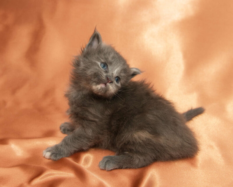DLuxxy Maine Coon kitten Princess. The Golden Dawn Litter. Born on 03/27/2026.