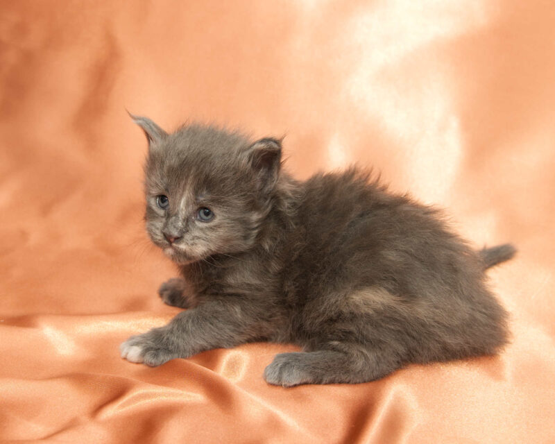 DLuxxy Maine Coon kitten Princess. The Golden Dawn Litter. Born on 03/27/2026.