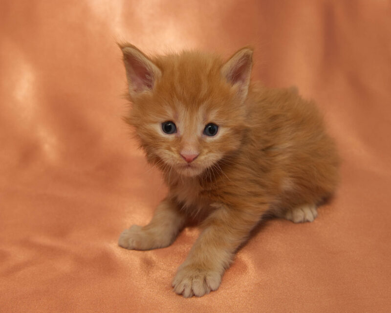 DLuxxy Maine Coon kitten Ruby. The Golden Dawn Litter. Born on 03/27/2026.