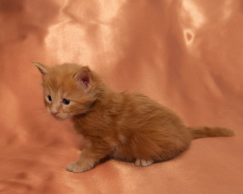 DLuxxy Maine Coon kitten Ruby. The Golden Dawn Litter. Born on 03/27/2026.
