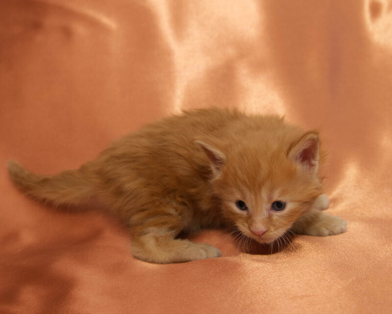 DLuxxy Maine Coon kitten Ruby. The Golden Dawn Litter. Born on 03/27/2026.