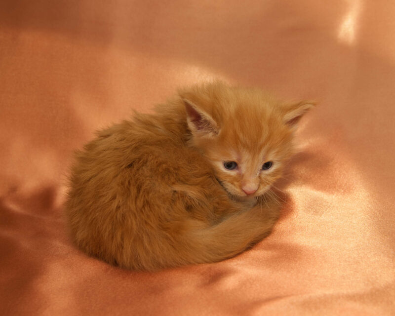 DLuxxy Maine Coon kitten Ruby. The Golden Dawn Litter. Born on 03/27/2026.