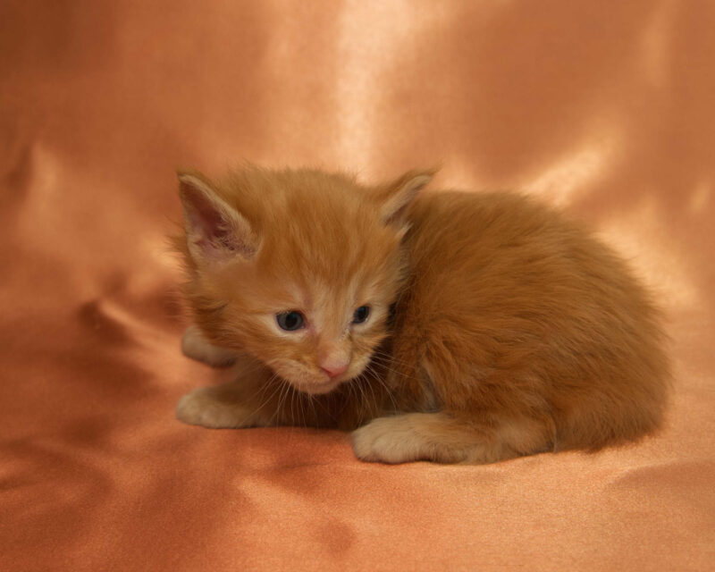 DLuxxy Maine Coon kitten Ruby. The Golden Dawn Litter. Born on 03/27/2026.