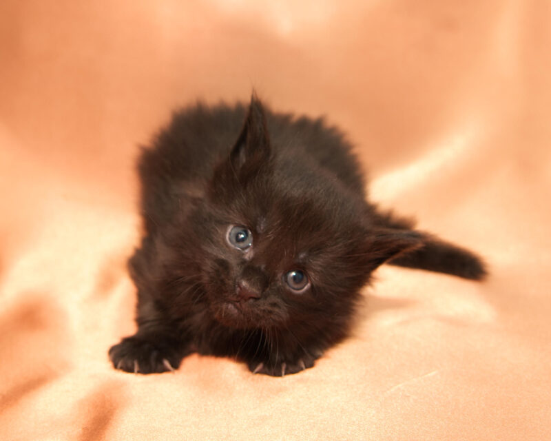 DLuxxy Maine Coon kitten Grizzly. The Golden Dawn Litter. Born on 03/27/2026.