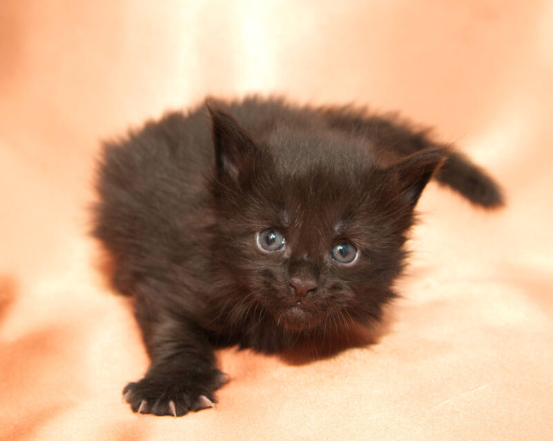 DLuxxy Maine Coon kitten Grizzly. The Golden Dawn Litter. Born on 03/27/2026.