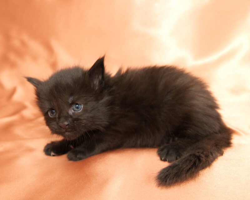 DLuxxy Maine Coon kitten Grizzly. The Golden Dawn Litter. Born on 03/27/2026.