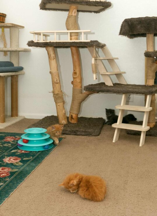 DLuxxy Maine Coon kittens at four weeks