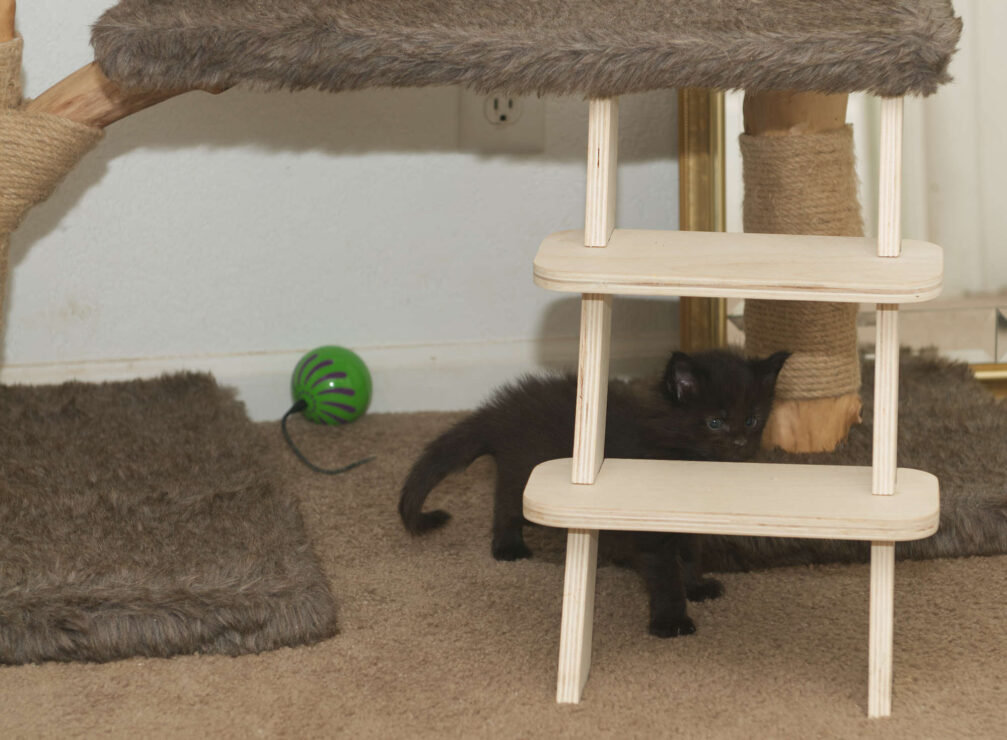 Maine Coon kitten Grizzly at four weeks