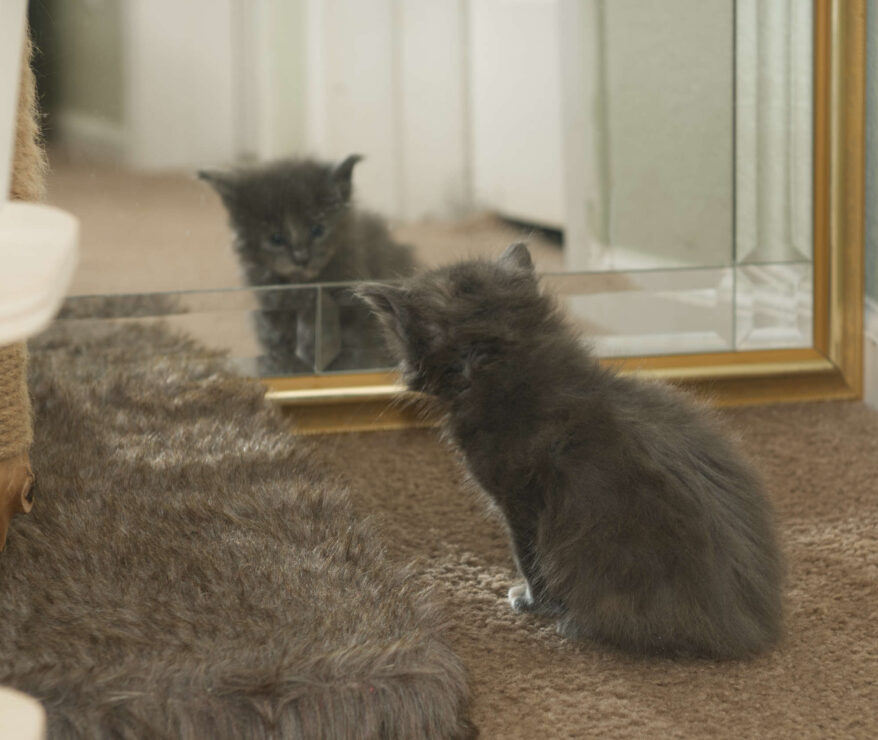 Maine Coon kitten Princess at four weeks