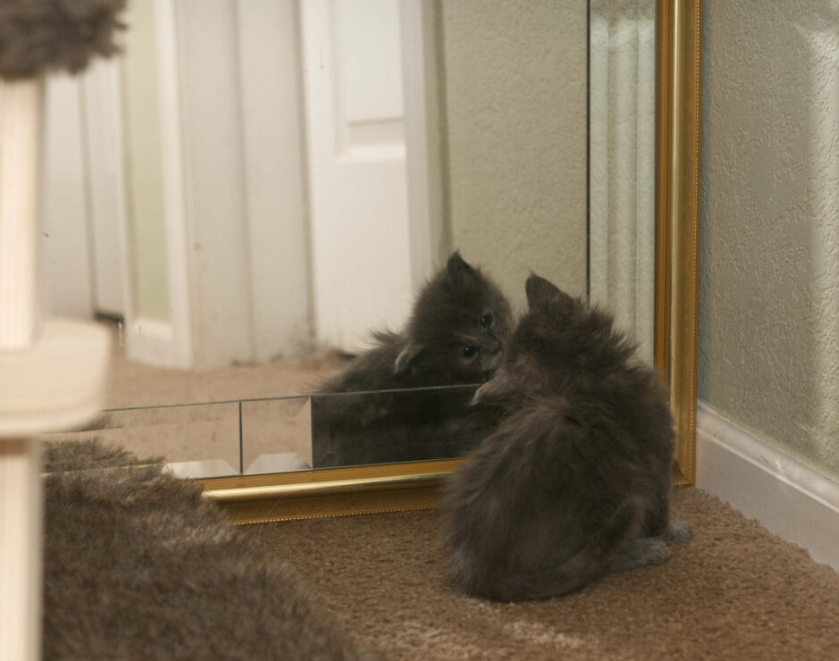 Maine Coon kitten Princess at four weeks