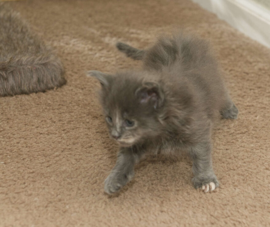 Maine Coon kitten Princess at four weeks
