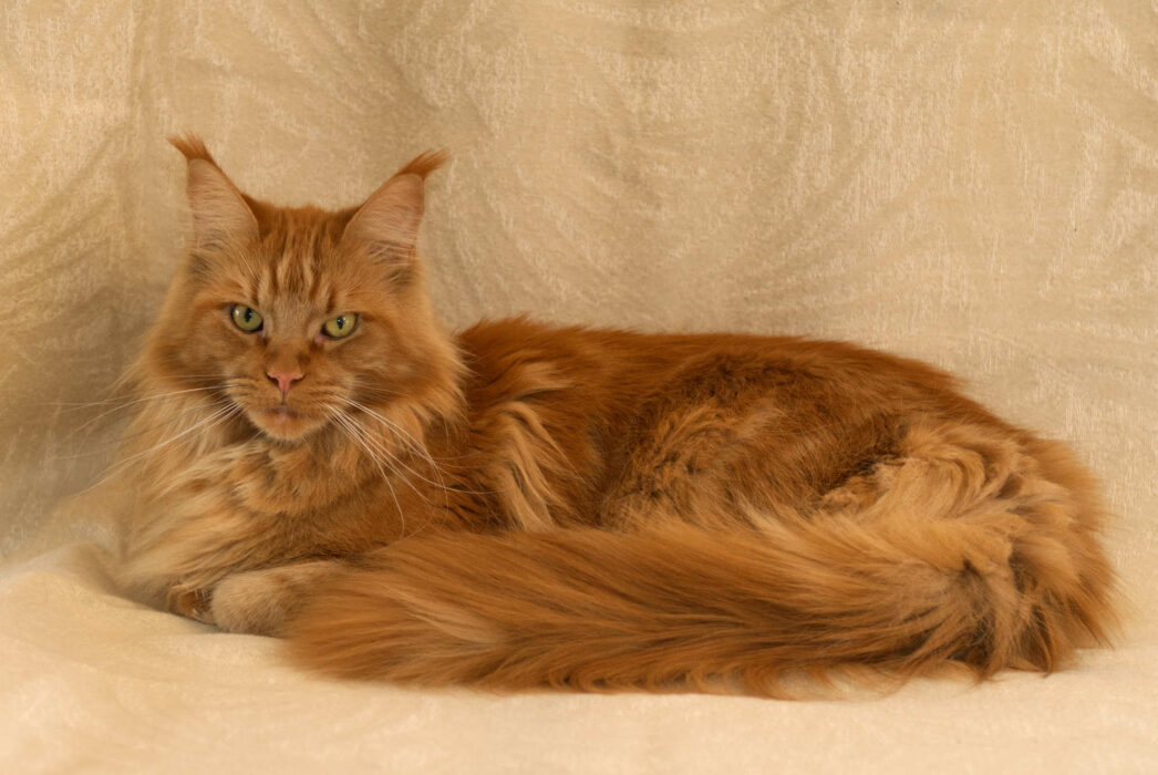 DLuxxy Maine Coon Umay