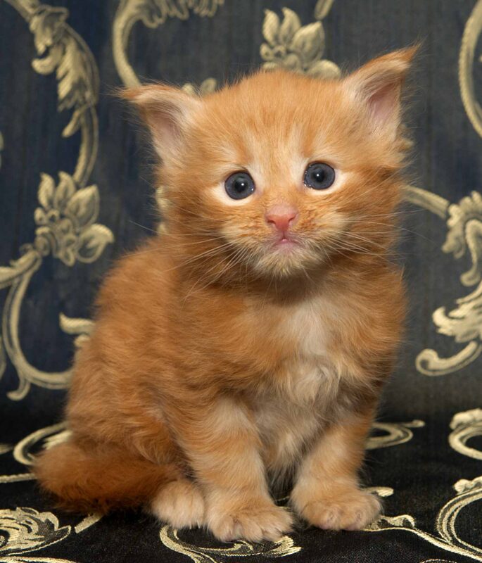 DLuxxy orange Maine Coon kitten, Bobcat, The Easter Lights Litter