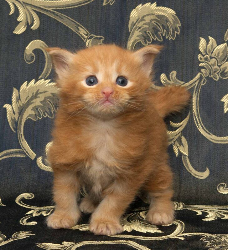 DLuxxy orange Maine Coon kitten, Bobcat, The Easter Lights Litter