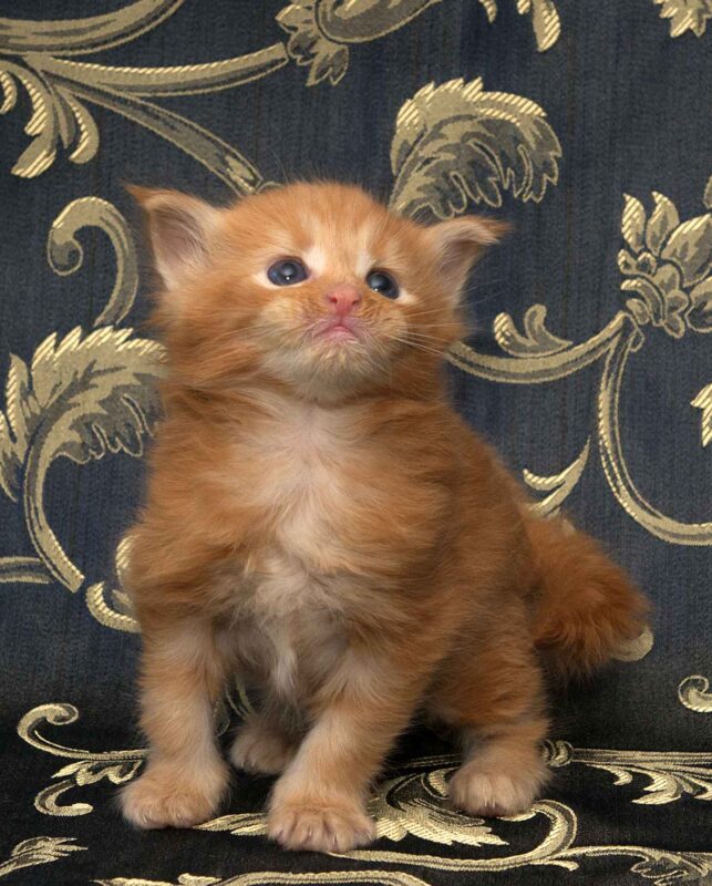 DLuxxy orange Maine Coon kitten, Bobcat, The Easter Lights Litter