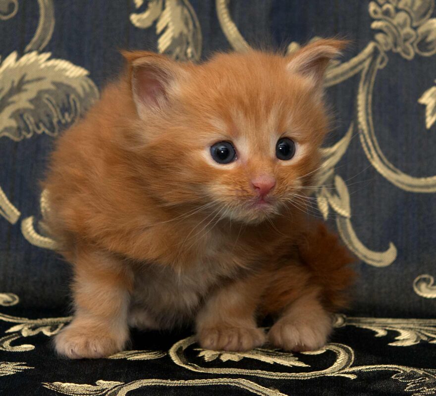 DLuxxy orange Maine Coon kitten, Bobcat, The Easter Lights Litter