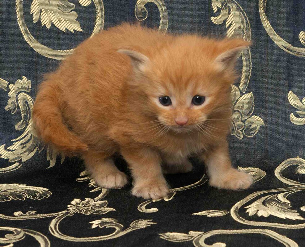 DLuxxy orange Maine Coon kitten, Bobcat, The Easter Lights Litter