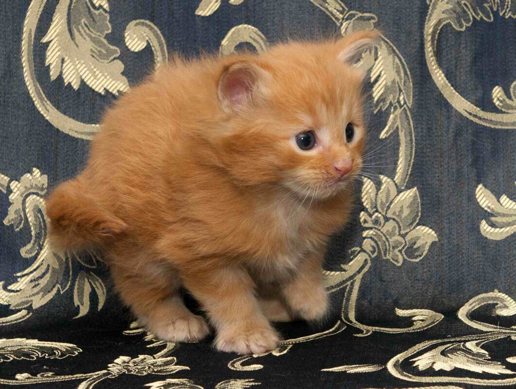 DLuxxy orange Maine Coon kitten, Bobcat, The Easter Lights Litter